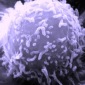 Killer T Cells Decimate Cancer