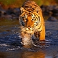 Killer Tiger Terrorizes Thai Villagers