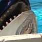 Killer Whale at SeaWorld Has Massive Chin Injury