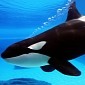 Killer Whales Can Learn to “Talk” like Dolphins