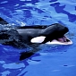 Killer Whales Go Through Menopause, Researchers Explain Why