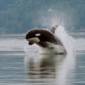 Killer Whales Hang Out Together at 'Social Spot'