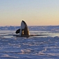 Killer Whales Trapped in Ice Freed by Unexpected Weather Conditions