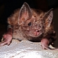 Killing Off Bat Colonies Does Not Stem the Spread of Rabies