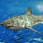 Killing One Too Many Sharks Harms Coral Reefs, Researchers Say