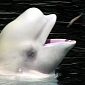 Kim Basinger Asks President Putin to Release Captive Beluga Whales