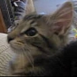 Kitten Makes Yelling Goat Noises – Video