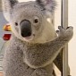 Koala Goes on 50-Mile (80-Kilometer) Road Trip After Being Hit by a Car