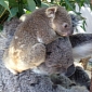 Koala Joey Makes Public Debut at Taronga Zoo in Australia