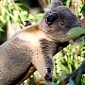 Koalas Turn into Tree Huggers to Regulate Their Body Temperature