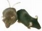 Lab Loses Its Plague-Infected Mice