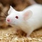 Lab-Made Brain Cells Used to Treat Parkinson's Symptoms in Mice