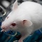 Lab Mice Fear Men, Become Stressed When in Their Presence
