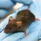 Lab Mice's Genetic Makeup Sequenced