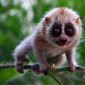 Lady Gaga's Getting Bitten by a Slow Loris Could Be Good News for the Species