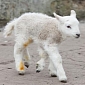 Lamb With Five Legs Is Born on Easter Sunday at UK Farm