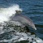 Language to Communicate with Dolphins Under Development