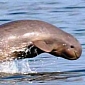 Laos Has Only 6 River Dolphins Left, Must Protect Them Immediately