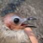 Laos Reveals Bald Bird Species