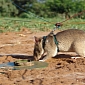 Large Rodents Trained to Detect Land Mines in Africa