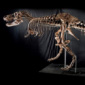 Large T. Rex Skeleton Goes on Auction in October