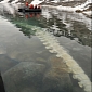 Large Whale Carcass Found in Arctic Ocean Is the Stuff Nightmares Are Made Of