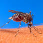 Laser Weapon Developed Against Mosquitoes