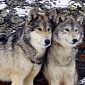 Lawsuit Aims to Put an End to the Practice of Using Dogs to Hunt Wolves