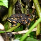 Lazarus Species: Halloween Frog Believed Extinct Resurfaces in Costa Rica