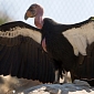 Lead Poisoning Is Still Killing Many of California's Condors, Study Finds