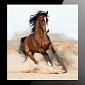Learn Your Horse Breeds with This Free iOS App