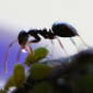 Learn from Ants How to Make Choices