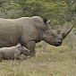 Legalizing Rhino Horn Might Help End Poaching, Specialists Claim