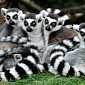 Lemurs in Madagascar Are Running Out of Space to “Move It Move It”