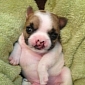 Lentil, the Puppy with a Cleft Palate, Awaits Surgery