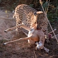 Leopard Caught on Camera Attacking Impala