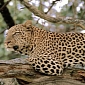 Leopard Goes Haywire, Savages 12 People and 3 Policemen in Nepal