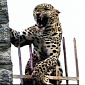 Leopard Impales Itself on an Iron Rod, Gets Rescued After 3 Hours