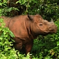 Less than 100 Sumatran Rhinos Believed to Be Alive in the World Today