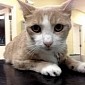 Lethargic Kitten Is Transfused Dog Blood, Makes Miraculous Recovery