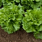 Lettuce Is an Excellent Aphrodisiac, Ancient Egyptians Used to Think