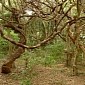 Lianas Believed to Act as Lightning Rods, Protect Trees