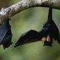 Like Humans, Drunken Bats Crave for Sugar When They Have a Hangover