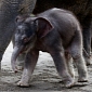 Lily: Adorable Baby Elephant Greets Visitors to the Oregon Zoo