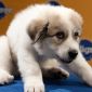 Lineup for Animal Planet’s Puppy Bowl VII Announced