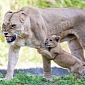 Lion Cub Makes Its Public Debut at Zoo Miami in the US