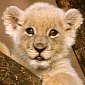Lion Cub Saves Woman from Cancer