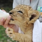 Lion Cub at Zoo Miami Is Thriving, Growing Stronger Every Day