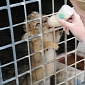 Lion Cub at Zoo Miami Looked After by Both Its Mom and Keepers
