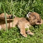 Lion Cubs Born at Wildlife Park in Florida Finally Get Their Names
